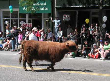 Strolling of the Heifers June 2009